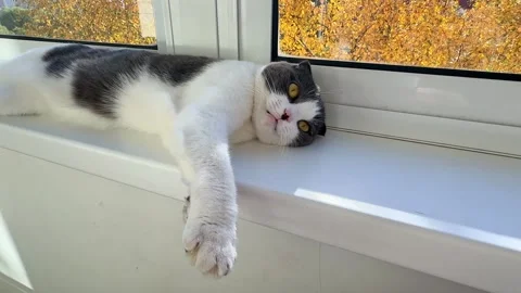 Cute white and grey cat lying on windowsill at home, basking in the sun, autumn  Stock Footage 287459626