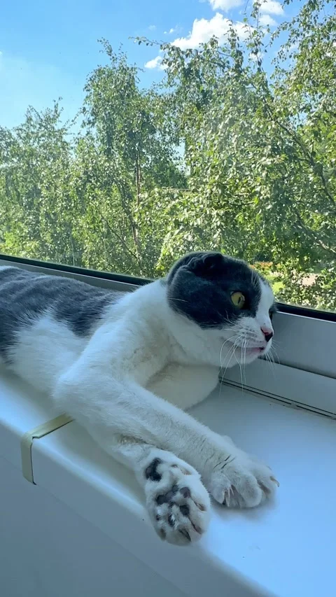 Cute white and grey cat lying on windowsill at home, veterinary, animal products Stock Footage 287462012