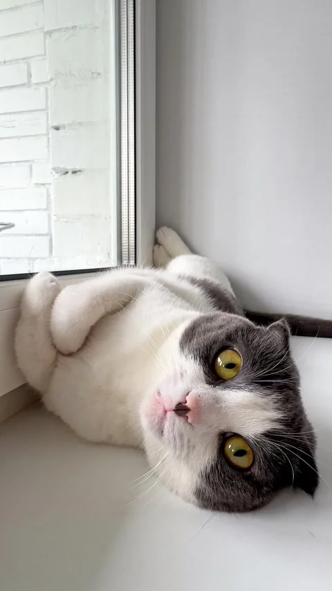 Cute white and grey cat lying on windowsill at home, veterinary, animal products Stock Footage 287462470