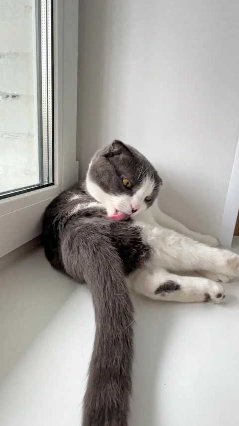 Cute white and grey cat lying on windowsill at home, veterinary, animal products Stock Footage 287462652