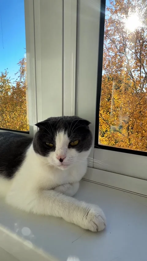 Cute white and grey cat lying on windowsill at home, veterinary, animal products Stock Footage 287463065