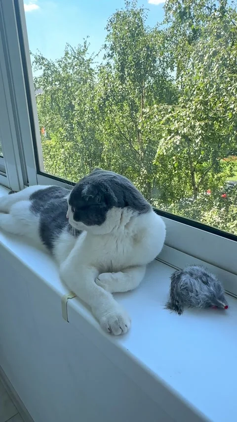 Cute white and grey Scottish fold cat lying on windowsill, playing with toy mous Stock Footage 287461102