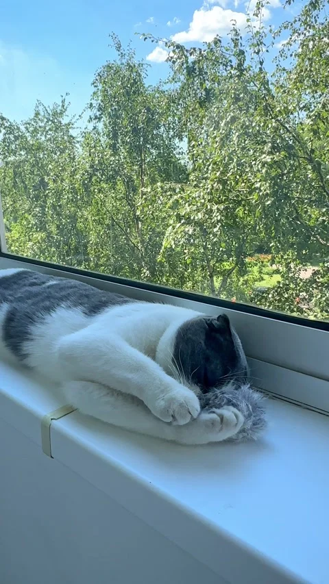 Cute white and grey Scottish fold cat lying on windowsill, playing with toy mous Stock Footage 287462261