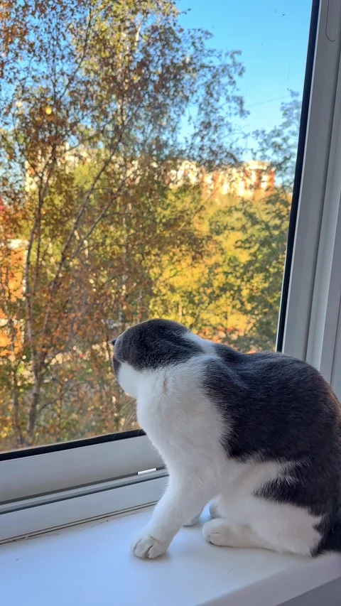 Cute white and grey Scottish fold cat is sitting on windowsill, looking outside  Stock Footage 287463084
