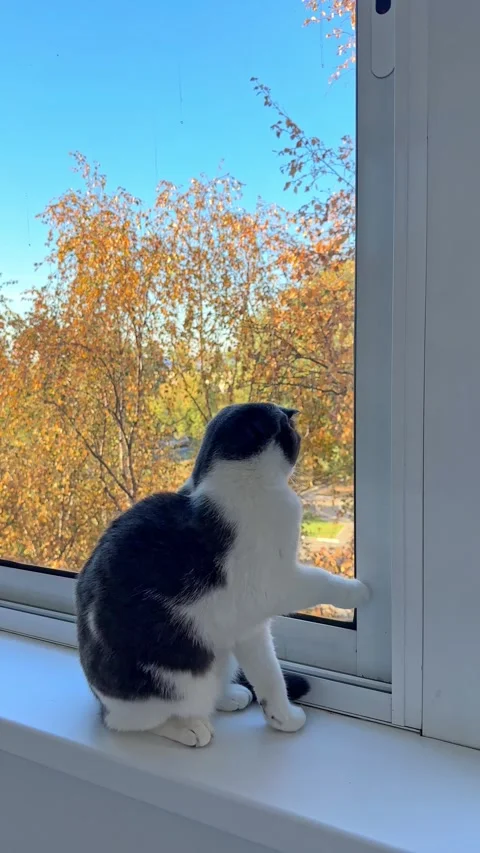 Cute white and grey Scottish fold cat is sitting on windowsill, looking outside  Stock Footage 287463106