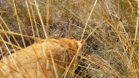 Cute White-And-Red Cat In A Red Collar In The Grass 動画素材 112050361