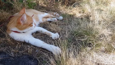 Cute White-And-Red Cat In A Red Collar In The Grass 動画素材 112050441