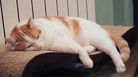 Cute white and red cat sitting on stand near radiator during heating season 스톡 동영상 336862901