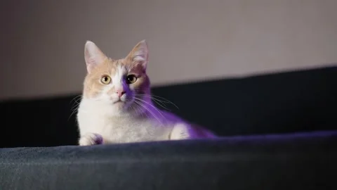 A cute white and red kitten lies on a blue sofa and looks around. 4K video Stock Footage 255820608
