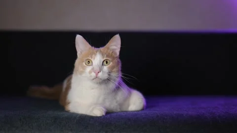 A cute white and red kitten lies on a blue sofa and looks around Stock Footage 255820706