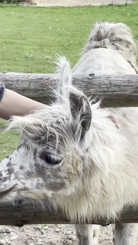 A cute white and spotted alpaca stands near a wooden fence, getting petted .. Video stock 344398463