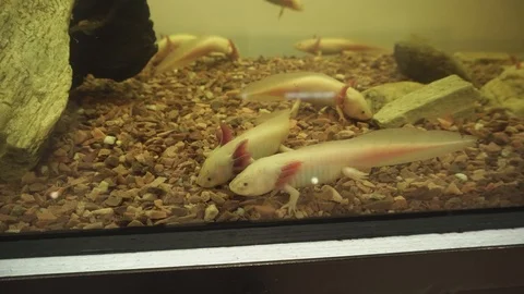 Cute white axolotls or mexican walking Stock Video Pond5