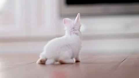 Cute white baby rabbit exploring a bright spacious kitchen, 4K slow motion cozy Stock Footage 326826527