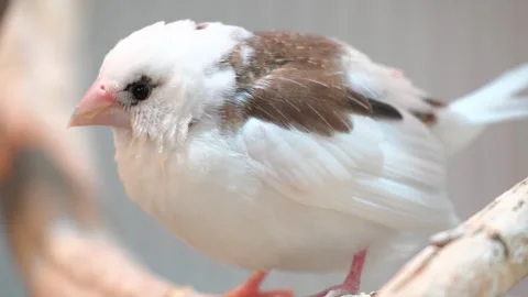 Cute white bird with brown feathers perched on wooden branch looking around in Stock Footage 340861018