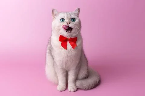 A cute white British cat, with a red bow on her chest, sits licking her muzzle Stock Photos