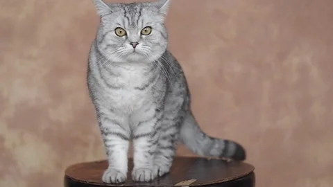 Cute White British Cat On Textured Background Stock-Footage 237196848