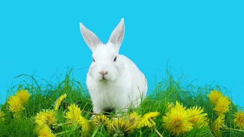Cute white bunny in the green grass with dandelions, looking around Stock Footage 72558681