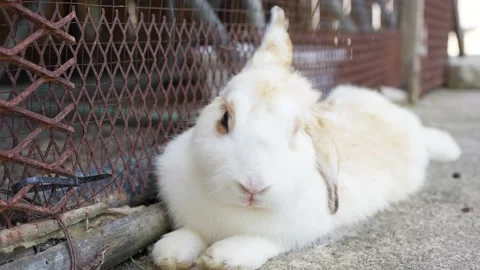 Cute White Bunny Is Lying On The Ground At Midday. Stockbeeldmateriaal 193438324