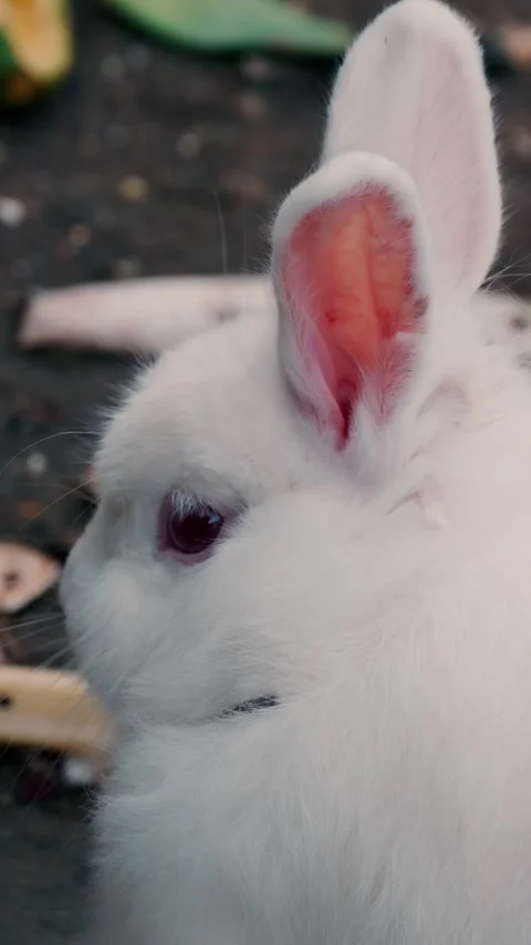 Cute white bunny rabbit with pink eyes portrait sitting peacefully in natur.. 库存影片 335568005