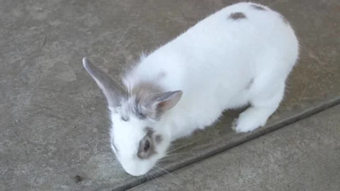 Cute White Bunny Rabbit Playing on Concrete Stock Footage 219963254