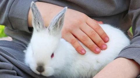 Cute white bunny rabbit sitting on picnic blanket in park Stock Footage 299516529