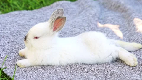 Cute white bunny rabbit sitting on picnic blanket in park Stock-Footage 299516604