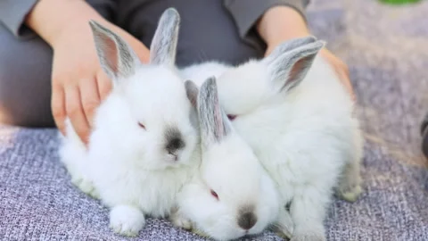 Cute white bunny rabbit sitting on picnic blanket in park Stock-Footage 299516678