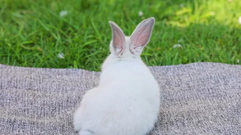 Cute white bunny rabbit sitting on picnic blanket in park Stock-Footage 299516737