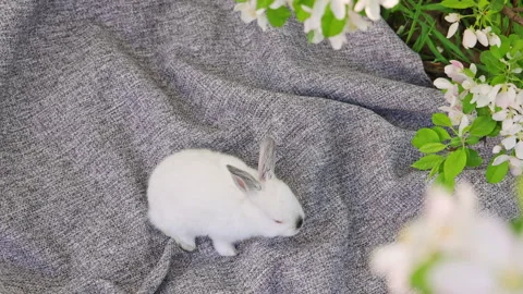 Cute white bunny rabbit sitting on picnic blanket in park Stock-Footage 299516817