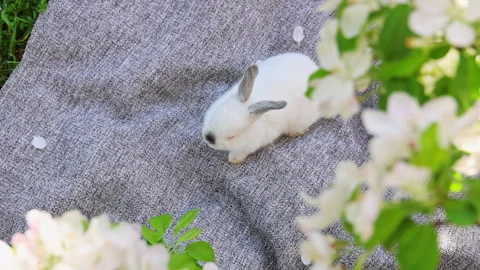 Cute white bunny rabbit sitting on picnic blanket in park Stock-Footage 299516852