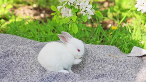 Cute white bunny rabbit sitting on picnic blanket in park Stock-Footage 299516853