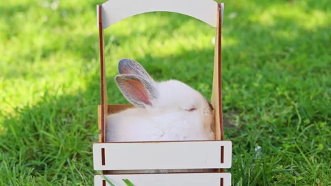 Cute white bunny rabbit sitting on picnic blanket in park Stock-Footage 299516856