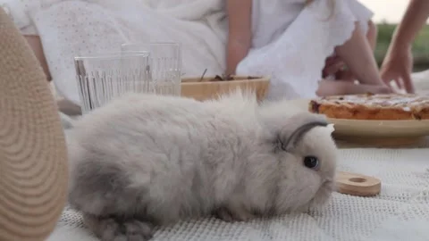 Cute white bunny rabbit walking on a picnic blanket in a park. Vídeo Stock 330633332