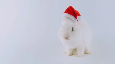 Cute white bunny in Santa's hat, singing a Christmas song, looped Stock Footage 94842366