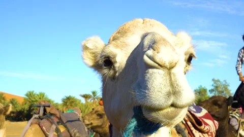 Cute White Camel Face Close Up Stock Footage 147690481