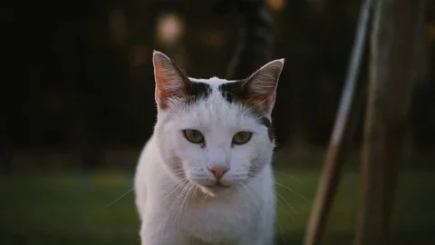 Cute white cat with black spots in green grass meadow animal field beauty nature Stock Footage 99690614