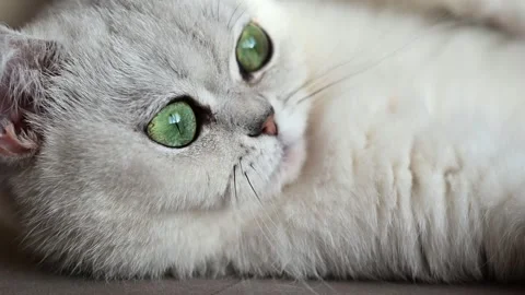Cute white cat of British breed lying on the couch in the sunlight. The cat has Stock Footage 259471411