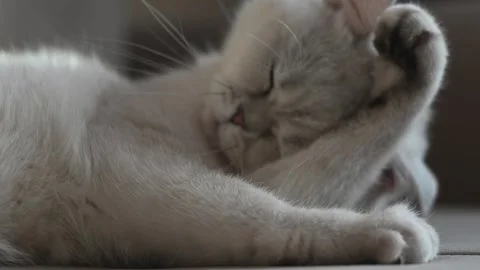 Cute white cat of British breed lying on the sofa in the sunlight. The cat licks Stock Footage 259471510