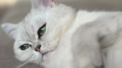 A cute white cat of British breed is lying on the couch. The cat has huge green Stock Footage 259813046
