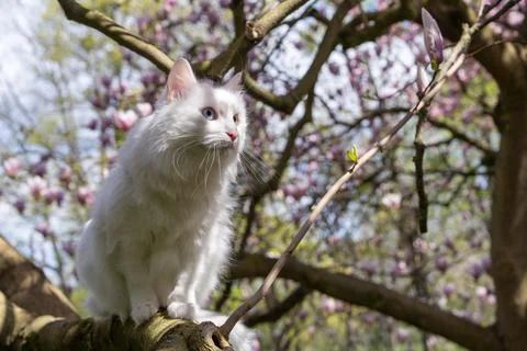 Cute white cat different blue and green eyes sitting on branch with blooming  Stockfoto's