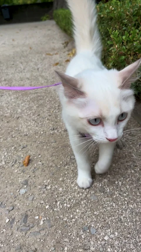 Cute White Cat Explores the Outdoors on a Leash in a Sunny Garden Setting Stock Footage 314391342