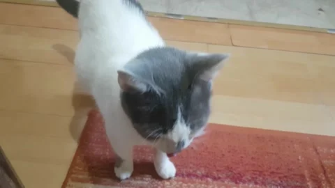 Cute white cat Stock Footage 138042289