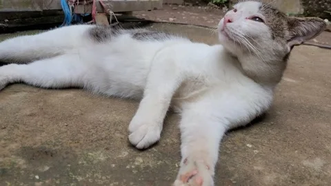Cute white cat Stock Footage 230586989