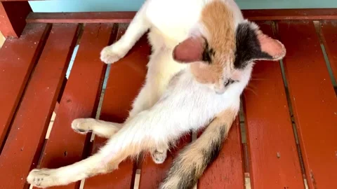 Cute white cat Stock Footage 232762974