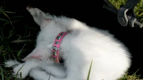 Cute white cat Stock-Footage 236813786