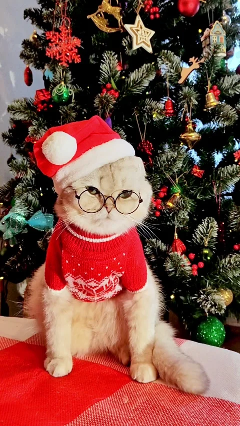 A cute white cat in glasses is sitting on a blanket, dressed in a red sweater Stock Footage 250360047