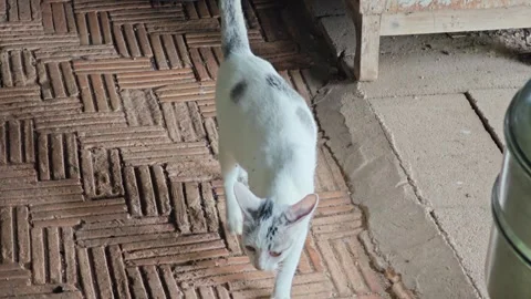 Cute White Cat with Grey Patches Walking on Brick Floor. Stock Footage 340454755