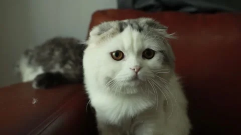 Cute white cat is in the house. Stock Footage 171892964