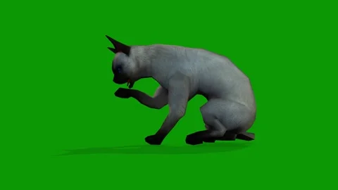 A cute white cat idle scene from left 3d rendering animation on green screen Stock Footage 308425716