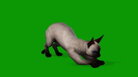 A cute white cat idle style 2 3d rendering animation on green screen Stock Footage 308425757